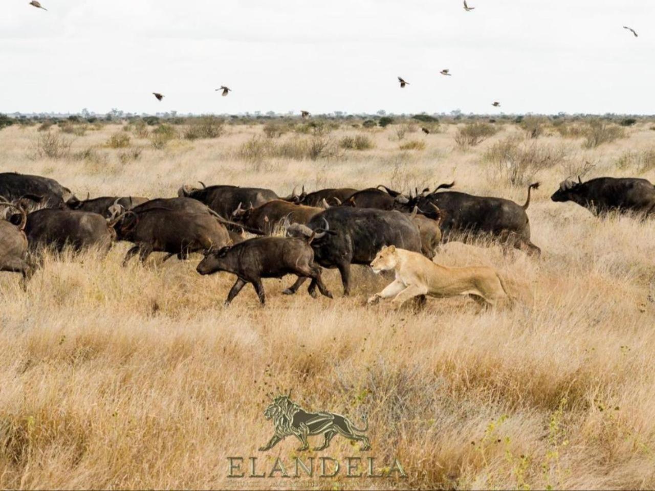 Elandela Private Game Reserve And Luxury Lodges Pty Ltd Hoedspruit Eksteriør billede