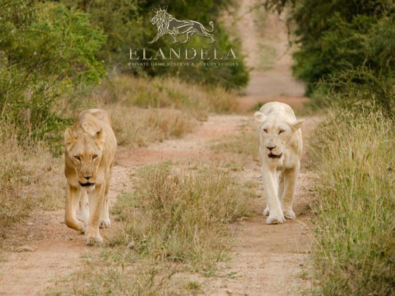 Elandela Private Game Reserve And Luxury Lodges Pty Ltd Hoedspruit Eksteriør billede