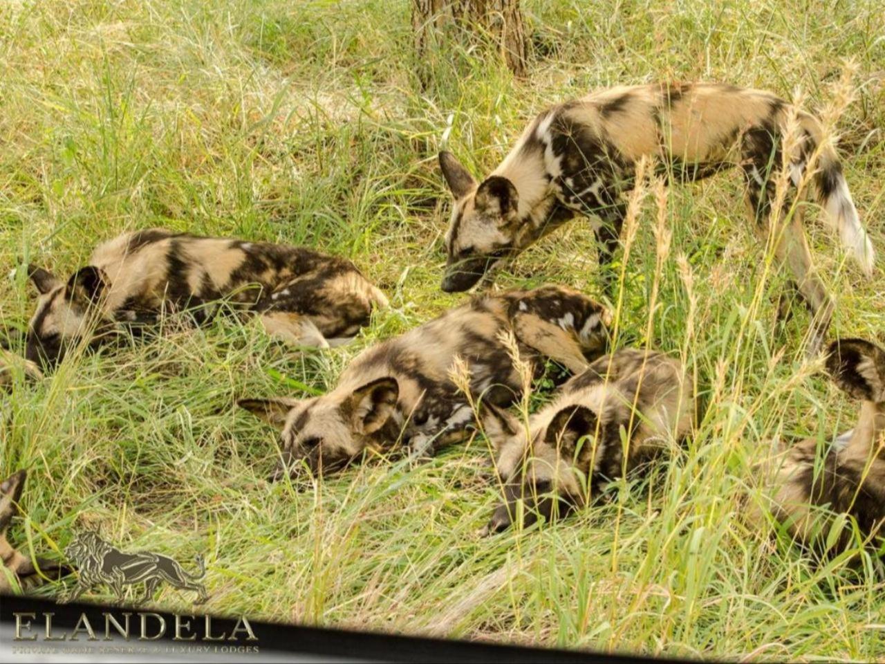 Elandela Private Game Reserve And Luxury Lodges Pty Ltd Hoedspruit Eksteriør billede