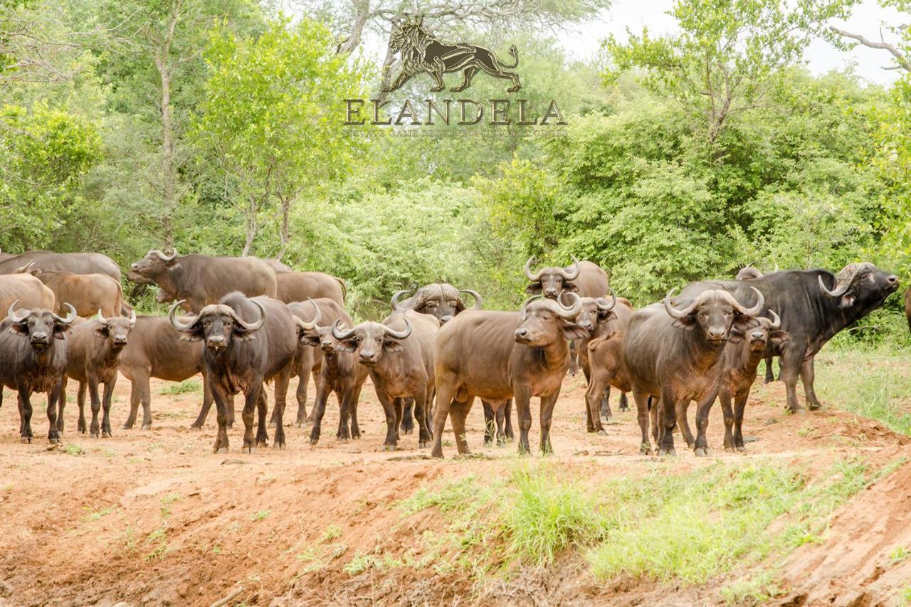 Elandela Private Game Reserve And Luxury Lodges Pty Ltd Hoedspruit Eksteriør billede
